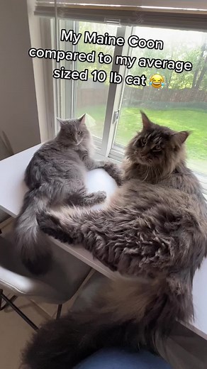 Maine Coon vs Normal Cat: A Size Comparison