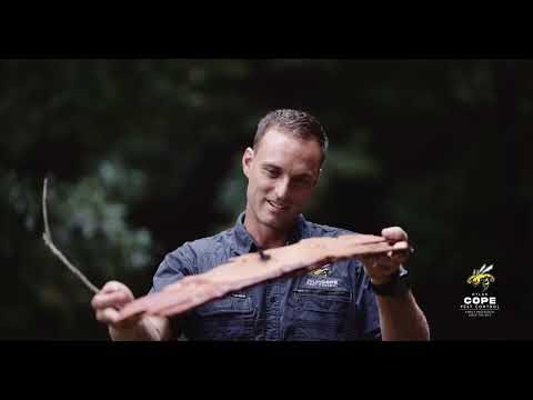 Australia's Deadliest Timber Destroyers — What Termites Really Do to Your Home | Copes Pest Control