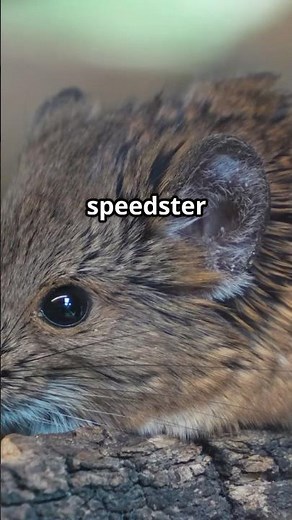 Etruscan Shrews: Nature's Speedsters!