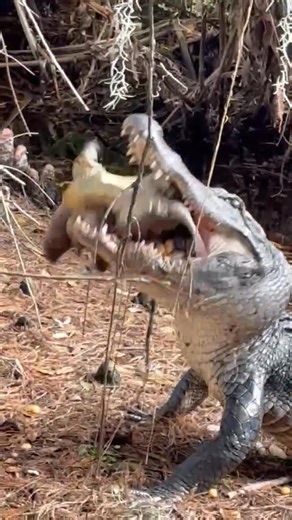 This video has gone viral now has 7.5 Million views !!! Don’t open this if you don’t like animal interaction!Circle of life ! I was walking around Green Cay Wetlands on 12/23 and just came upon this large Gator who had caught a Snapping Turtle and could not resist taking this video with my cell phone !I was much too close to use my camera as I was really looking for birds to photograph with the 600mm lens on the camera ! | Anthony Goldman