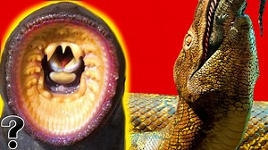 Top 10 Creatures Scarier Than Titanoboa | Life's Biggest Questions