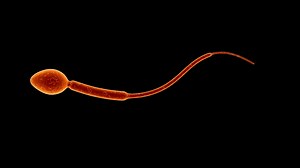 3d Animation Of Sperm Stock Motion Graphics SBV-303274700 - Storyblocks