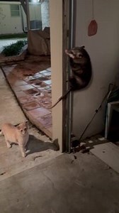 This opossum clinged onto the rails of the garage door. It firmly gripped the rails as it slid down, while the cat outside the garage watched the opossum with interest. | Jukin Copyright Management