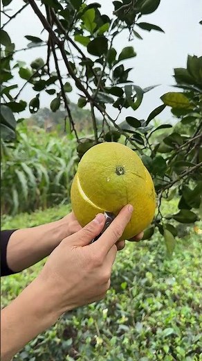 Cut Ripe Yellow Grapefruit
