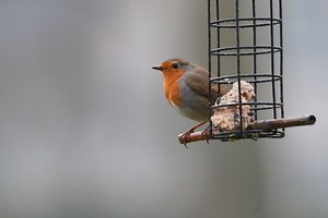 Chaque hiver, cette mauvaise pratique autour des mangeoires met en péril les rouges-gorges