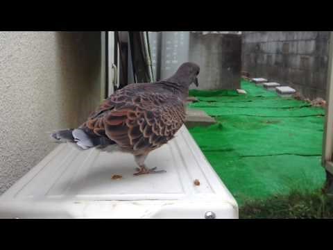 【鳩の赤ちゃん】我が家で巣立ちした鳩【庭に巣】