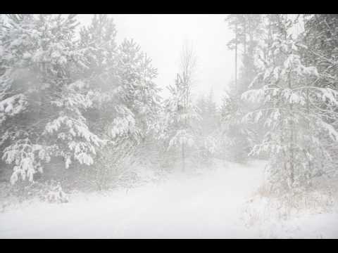 Heavy Snowfall in Winter Forest ❄️ Real Nature Sounds for Sleep & Relaxation No Music