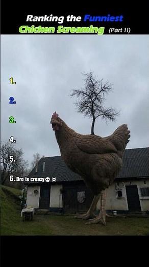 Chicken Screaming: Ranking the Funniest Chicken Scream Moments 😭😭