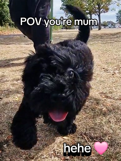 Mummy I'm coming~ #newfypoo #dogsoftiktok #exciteddog #comingforyou #dogpov