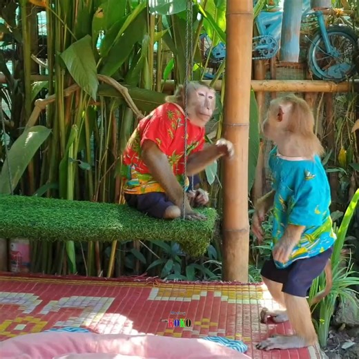 Adorable monkey Koko and brother Yoko relaxing and playing on swing. | Monkey Koko