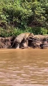 2.4M views · 10K reactions | Leopards hunt underwater | Lmekiln Mabel | Facebook