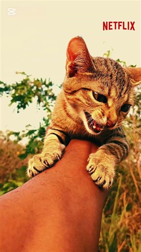 🍿😲The wait is over | official Queen luna trailer Out now! #cat