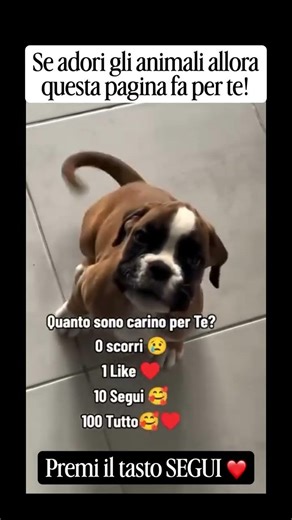 commenta con ❤️ se ami il tuo cane #perte #cani #amore