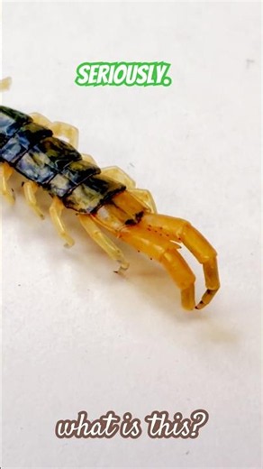 Did a Centipede & an armadillo have a baby?🫪 #insects #mystery #whatisthis #creepy #bugs #insectid