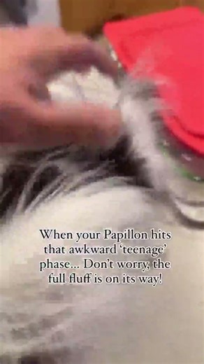 When your Papillon hits the 4-6 month ‘awkward teenager’ phase… The white fur can sometimes grow