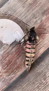 231K views · 798 reactions | Hi, does anyone know what this is please? My cat was playing with it in my garden and just shocked as I’ve never seen anything like it before!…it’s around 2/3inches long! Thanks | Spotted Witney Official | Facebook