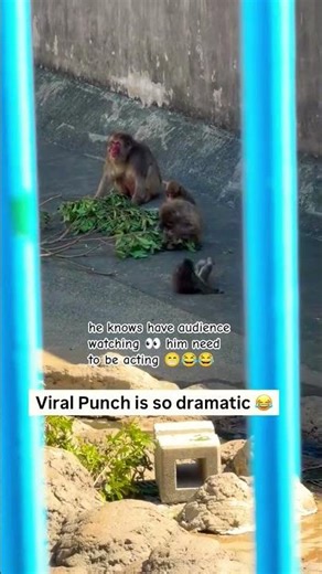 punch dramatic scene 🐒😂#monkey#funny#punch