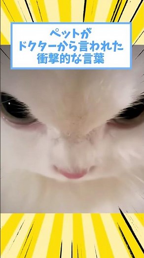 ペットがドクターから言われた衝撃的な言葉www #猫 #犬 #ペット #動物 #2ch #shorts
