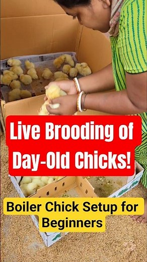How to Brood 1-Day-Old Broiler Chicks | Live Brooding Setup for Beginners!🐔#shorts #foryou #chicken