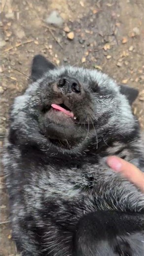 Happy Umbreon Noises