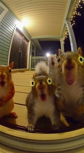 🐭🎶Rats Singing at the Door