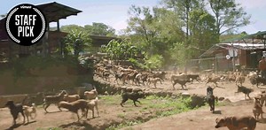 11K views · 48 reactions | Remember that 1,000 stray dog sanctuary that broke the internet? Grab your tissues and take a deeper, heartfelt look at the woman behind it all. https://vim.io/2LHMcH4 | Vimeo | Facebook