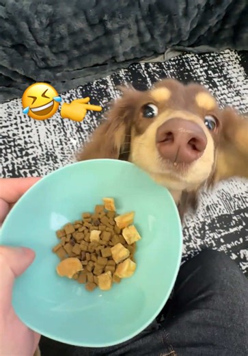 It’s freaking out😂#fyp #dogsoftiktok #dog #funny