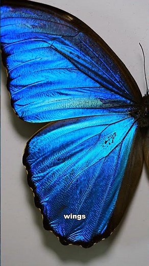 The Closer I Looked… the Weirder It Got... (Blue butterfly wing under microscope)
