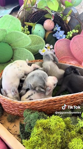 Carrie’s EggsandBunnies on TikTok