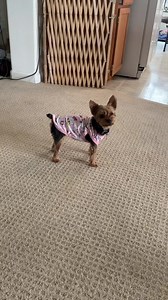 1.3K views · 592 reactions | The tug of war game to end all games | Clark's K-9 Crew & Cajun Kitty Too | Facebook