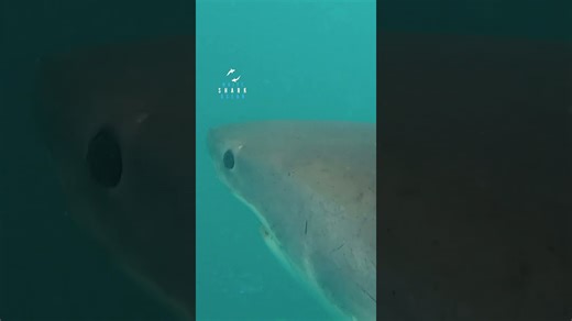 Great white launches out of the water with mouth open