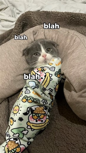 Adorable Cats Running: A Heartwarming Compilation