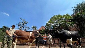 Daftar Harga Sapi Jumbo di Indonesia Tahun 2024, Ini Rincian Lengkapnya