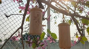 Watch Wooden Hummingbird Houses for Hanging Nesting on Amazon Live