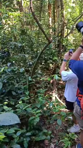 Ren Tony | Jungle trek Orang-Utans on Instagram: "while concentrating on taking photos of male orangutans, they carried out a jungle trekking tour for 2 days and 1 night staying at the Mount Leuser National Park, Bukit Lawang."