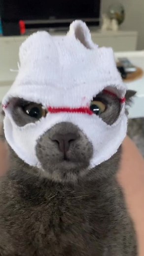 Caring for Your Cat: Leaving Them Home Alone