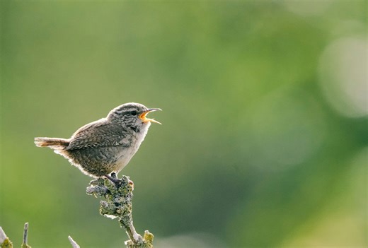 Why birds sing at dawn: the science behind the morning chorus