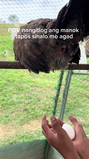 Timing na timing. Diretso sa kamay ang itlog galing sa inahin. #supermariogamefarm #breeding #earlybird #fypシ゚viral