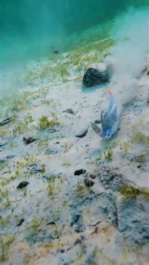 Ever seen a lure GO CRAZY like this? 🤯🔥#fishing #DaCrazyBush #chatterbait