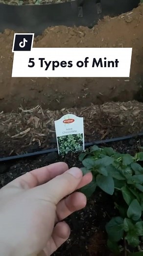 Different Types of Mint to Grow This Season