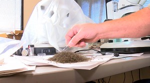 Fighting mosquito viruses in Yuma County