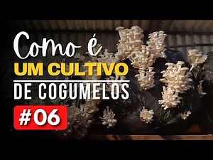 Substrato de shimeji sendo pasteurizado | Como é um Cultivo de Cogumelos | Vídeo #06