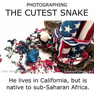 58K views · 2.5K reactions | Behind the Sssssceness of my lasssst sssshoot :3 Video created by great frend: Miss Marisa Cosplay | Snakey The Ball Python | Facebook