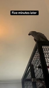 How Cruz became a beatboxing pro. 🎤 #talkingparrot #birds #parrot #africangrey #animals #beatboxing | Cruztheafricangrey