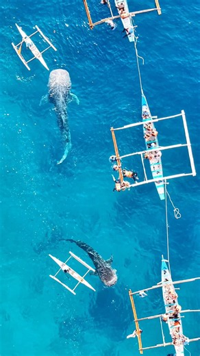 Oslob Whale Shark Watching