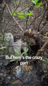 Why the Male Sparrowhawk Risks His Life Every Day | Nature's Deadliest Family Secret #ytshort
