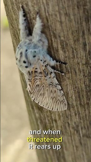 This Fluffy Moth Has a TERRIFYING Secret! (Puss Moth Explained)