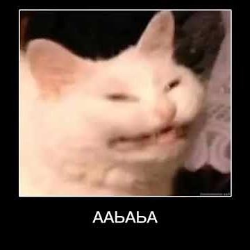 alyo blyat funny russian cats meme