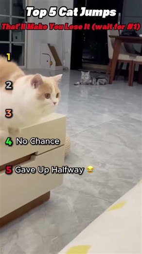 Top 5 Cat Jumps That'll Make You Lose It