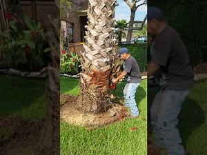 Cutting Down Dead Palm Tree